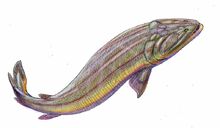 Gooloogongia 2.jpg