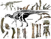 Holotype skeleton of Kamuysaurus