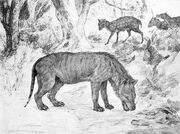 Hyaenodon and Leptomeryx