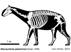 Macrauchenia patachonica Skeletal (cropped)