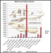 Bite force values of the reptiles are from Erickson, et al. (2012). The Sharks are from Wroe, et al. (2008). Most dinosaurs from this table are from Bates and Falkingham (2012).