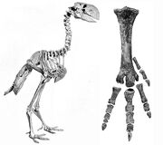 Diatryma-skeleton-and-foot-bones-amnh-6169