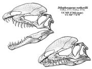 Dilophosaurus skull restored