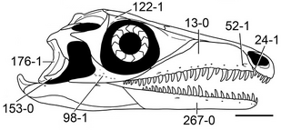 Prolacerta skull diagram.png