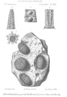 Pseudodiadema pseudodiadema Cotteau PLANCHE 355.jpg