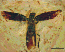 Santanmantis-axelrodi-Grimaldi-2003-SMNS-66677.png