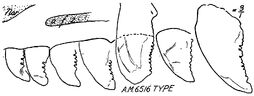 Saurornithoides teeth