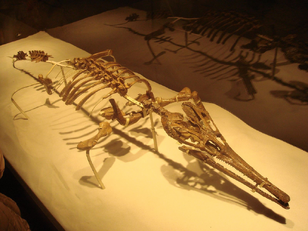 Tchoiria skeleton