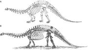 Brontosaurus reconstructed 1883 and 1891