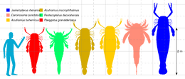 Mega-Eurypterids.svg