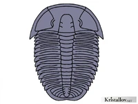 Птихопариины.jpg (305 КБ) Типичный представитель птихопариин