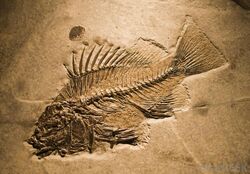 Fish-fossil-in-rock