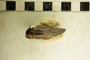 Ibersuchus Tooth