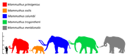 Mammuthus Size comparison