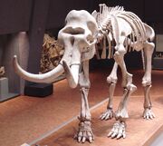 Mammuthus primigenius fraasi