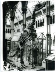 MuseumNaturalHistory Iguanodon 1930