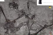 1Dimorphodon macronyx holotype