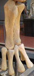 Ampelosaurus hand skeleton2
