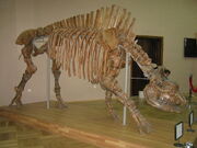 Elasmotherium caucasicum
