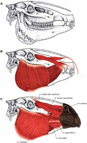 Hippidion skull muscles