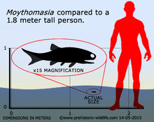 Moythomasia