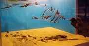 Ambulocetus natans 4