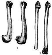 AukBones