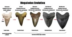 Evolution megalodon