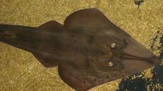 Rhinobatos cemiculus.raie-guitare01