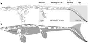 Skeletal reconstruction Platecarpus Lindgren J, Caldwell MW, Konishi T, Chiappe LM (2010)