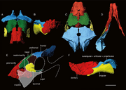 Woznikella-triradiata-n-gen-n-sp-ZPAL-V-34-1-A-F-reconstruction-of-the-skull