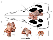800px-Dynamosuchus skull supplemental.png