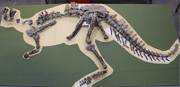Eoabelisaurus fossil skeleton.png