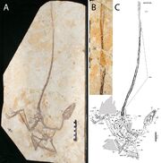 Wulong-Skeleton-and-Tail