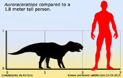 Auroraceratops-size