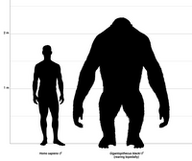 Gigantopithecus size comparison