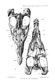 Liopleurodon skull andrews 1897