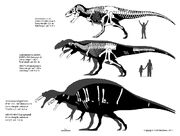 Theropod size