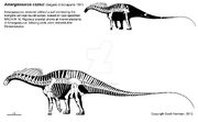 Amargasaurus skeleton.jpg