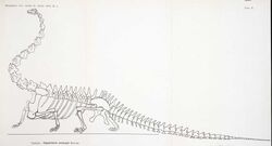 Diplodocus carnegii (Tornier Gustav, 1909)