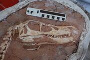 Linheraptor skull