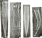 275px-Takakkawia lineata fossils.jpg