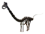 Ardetosaurus (mounted composite skeleton, white background)