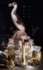 Great auk in winter plumage and organs of last two birds