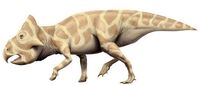 Leptoceratops cs a96a