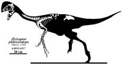 Oviraptor philoceratops skeleton.jpg