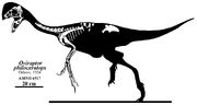 Oviraptor philoceratops skeleton