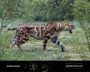Smilodon-gracilis-2016b-738x591.jpg