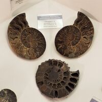 Раковины аммонитов клеоницерасов, замещённые кальцитом