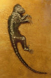 Darwinius masillae at Göteborgs Naturhistoriska Museum 8864.jpg